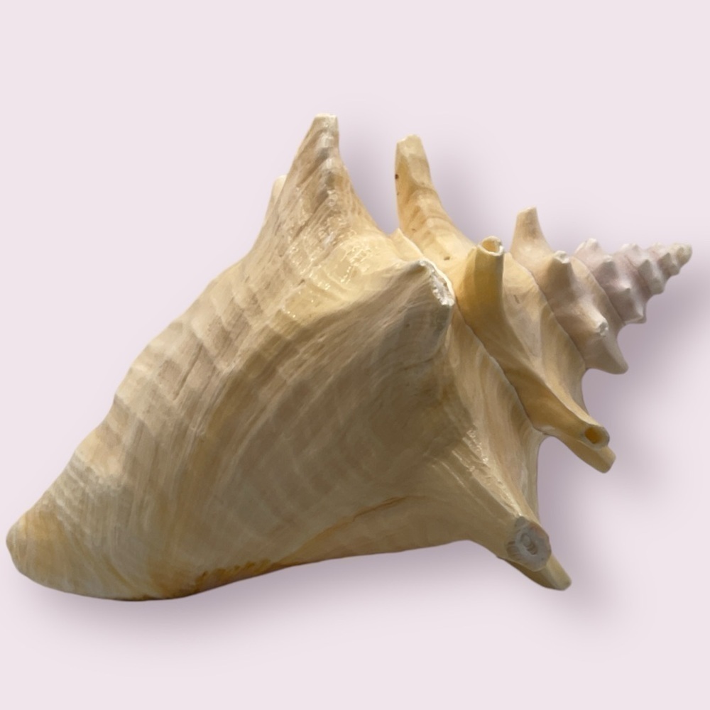 Extra Large Queen Conch Shell - Picture 4 of 5